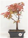 <b>Acero Deshojo</b> Esemplare Unico cm 25-49,00 €