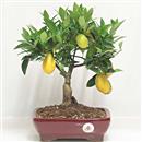 <b>Mandarino Limequat</b> Esemplare Unico cm 29-69,00 €