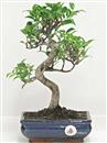 <b>Ficus Retusa</b> Esemplare Unico cm 26-45,00 € (10)