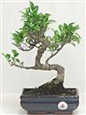 <b>Ficus Retusa</b> Esemplare Unico cm 24-39,00 € (10)