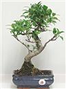 <b>Ficus Retusa</b> Esemplare Unico cm 35-45,00 € (10)