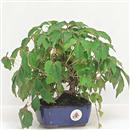<b>Vite Americana</b> Esemplare Unico cm 21-65,00 €
