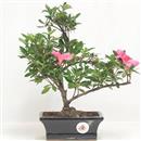 <b>Azalea Indica</b> Esemplare Unico cm 30-57,00 €