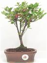 <b>Azalea Indica</b> Esemplare Unico cm 23-33,00 €