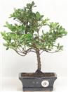 <b>Azalea Indica</b> Esemplare Unico cm 32-57,00 € novi