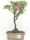 <b>Azalea Indica</b> Esemplare Unico cm 26-33,00 €