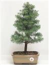 <b>Cedro del Libano</b> Esemplare Unico cm 42-57,00 €