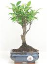 <b>Ficus Retusa</b> Esemplare Unico cm 26-19,80 € (10)