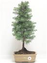 <b>Cedro del Libano</b> Esemplare Unico cm 48-57,00 €
