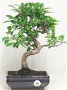 <b>Ficus Retusa</b> Esemplare Unico cm 37-45,00 € (10)