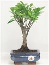 <b>Ficus Retusa</b> Esemplare Unico cm 23-19,80 € (10)