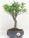 <b>Ficus Retusa</b> Esemplare Unico cm 27-19,80 € (10)
