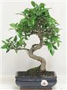 <b>Ficus Retusa</b> Esemplare Unico cm 33-45,00 € (10)