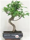 <b>Ficus Retusa</b> Esemplare Unico cm 32-39,00 € (10)