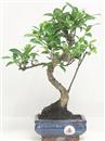 <b>Ficus Retusa</b> Esemplare Unico cm 35-29,00 € (10)