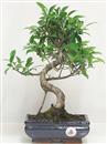 <b>Ficus Retusa</b> Esemplare Unico cm 36-45,00 € (10)