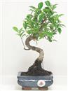 <b>Ficus Retusa</b> Esemplare Unico cm 26-29,00 € (10)
