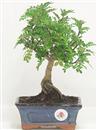 <b>Pepe</b> Esemplare Unico cm 26-27,00 € (7)