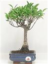 <b>Ficus Retusa</b> Esemplare Unico cm 30-19,80 € (10)