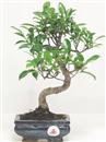 <b>Ficus Retusa</b> Esemplare Unico cm 23-29,00 € (10)