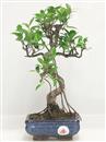 <b>Ficus Retusa</b> Esemplare Unico cm 34-29,00 € (10)