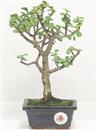 <b>Portulacaria</B> Esemplare Unico cm 25-24,90 € (10)