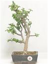 <b>Portulacaria</B> Esemplare Unico cm 37-47,00 € (10)