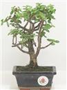 <b>Portulacaria</B> Esemplare Unico cm 21-24,90 € (10)
