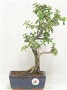 <b>Portulacaria</B> Esemplare Unico cm 32-47,00 € (10)