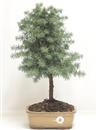 <b>Cedro del Libano</b> Esemplare Unico cm 47-57,00 €