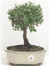 <b>Quercia da Sughero</b> Esemplare Unico cm 27-57,00 €