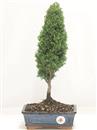 <b>Cipresso</b> Esemplare Unico cm 41-39,00 €