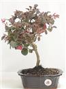 <b>Loropetalum</b> Esemplare Unico cm 31-49,00 €