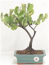 <b>Albero di Giuda</b> Esemplare Unico cm 29-39,00