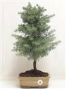 <b>Cedro del Libano</b> Esemplare Unico cm 48-57,00 €