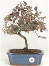 <b>Loropetalum</b> Esemplare Unico cm 30-49,00 €