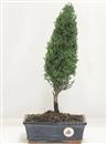 <b>Cipresso</b> Esemplare Unico cm 40-39,00 €