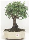 <b>Quercia da Sughero</b> Esemplare Unico cm 30-57,00 €