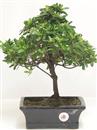.<b>Azalea Indica</b> Esemplare Unico cm 34-89,00 €
