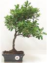<b>Azalea Indica</b> Esemplare Unico cm 33-59,00 €