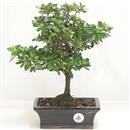 <b>Azalea Indica</b> Esemplare Unico cm 32-87,00 €