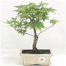 <b>Acero Deshojo</b> Esemplare Unico cm 24-59,00 €
