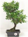 .<b>Azalea Indica</b> Esemplare Unico cm 35-59,00 €
