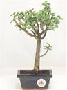 <b>Portulacaria</B> Esemplare Unico cm 25-24,90 € (10)