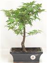<b>Acero Deshojo</b> Esemplare Unico cm 32-85,00 €