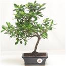 <b>Azalea Indica</b> Esemplare Unico cm 36-49,00 €