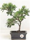 .<b>Azalea Indica</b> Esemplare Unico cm 29-47,00 €