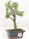 <b>Portulacaria</B> Esemplare Unico cm 24-24,90 € (10)
