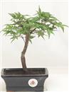 <b>Acero Deshojo</b> Esemplare Unico cm 26-49,00 €