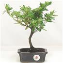 <b>Azalea Indica</b> Esemplare Unico cm 22-37,00 €